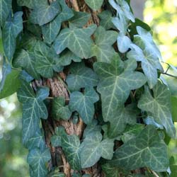 Ivy, common